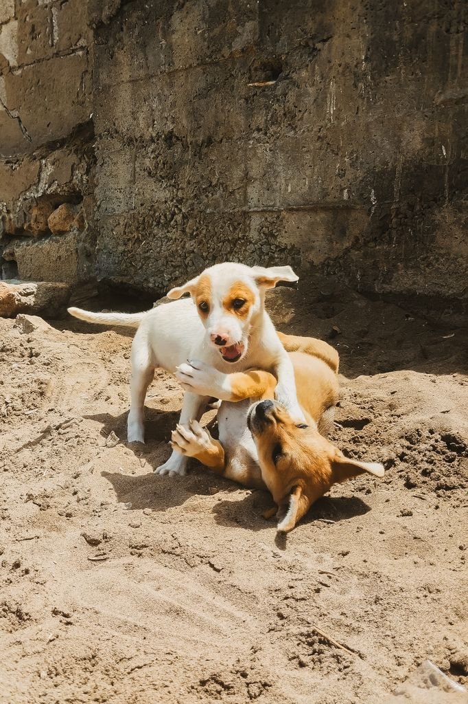 Adorable puppies playing on sandy ground in Kenitra, Morocco, showcasing their playful nature.
