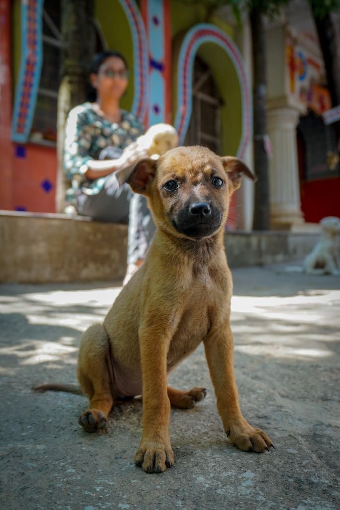 Charming brown puppy sitting outside with a blurred person and vibrant background.