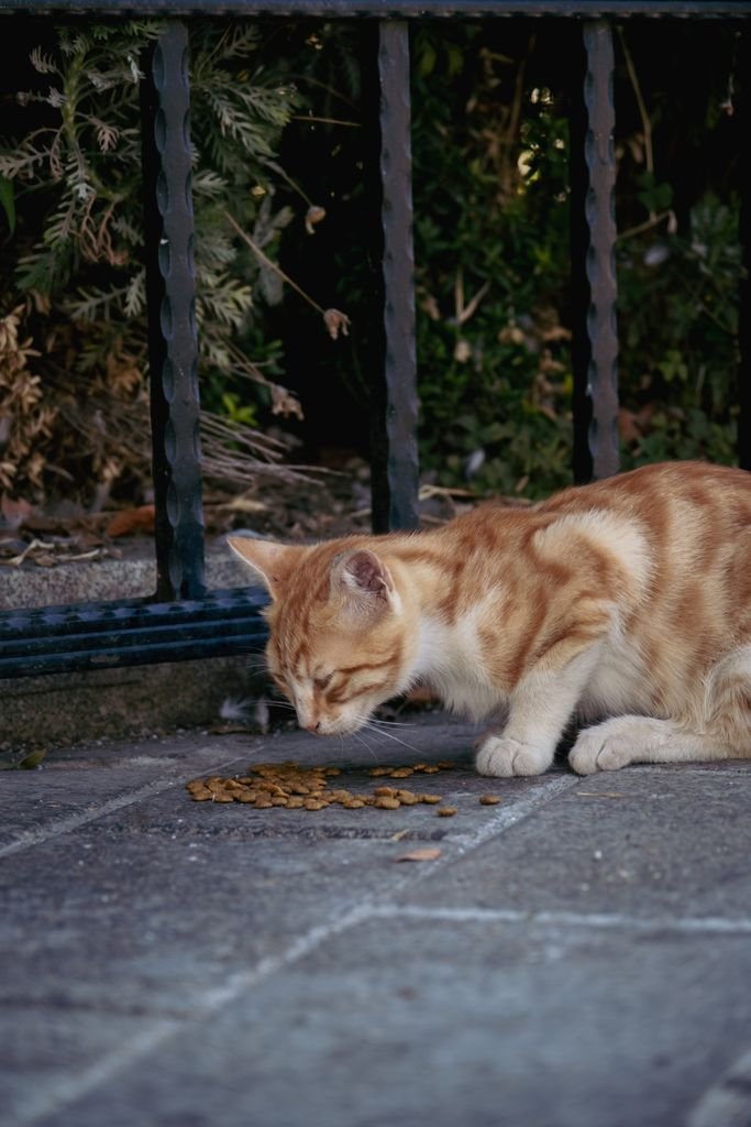 Orange tabby cat enjoying its meal on a stone path in an outdoor setting.