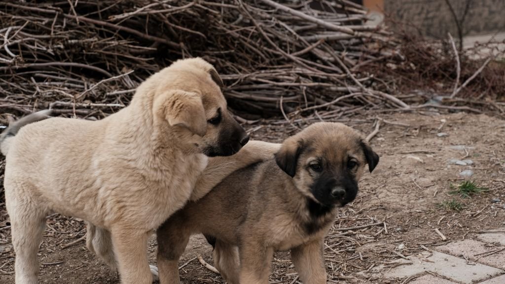 Two cute tan puppies playing on a dirt ground with dry branches in the background.