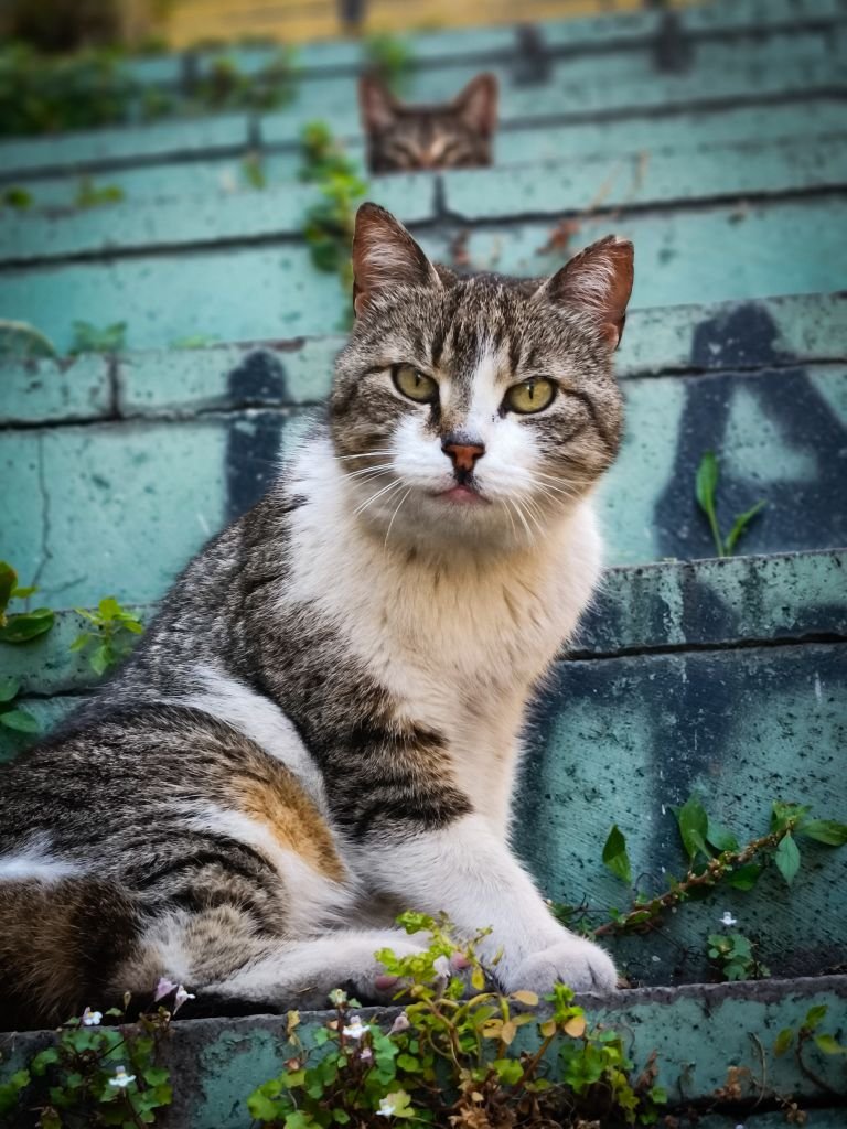 Two stray cats relaxing on worn, painted stairway in Istanbul, Türkiye.